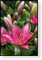 bloemen bloem hdr natuur flora roos rozen tulp tulpen orchidee orchideeen zonnebloem geranium cannabis marihuana wiet hennep sativa indica
